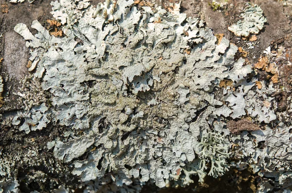 Lichene verde sulla corteccia dell'albero — Foto Stock