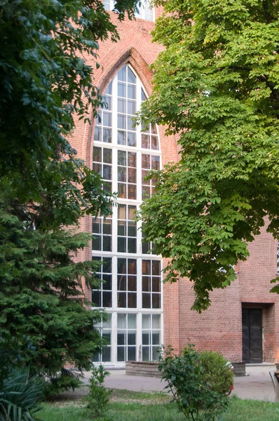 Uniwersytet drzewa w ogrodzie — Zdjęcie stockowe