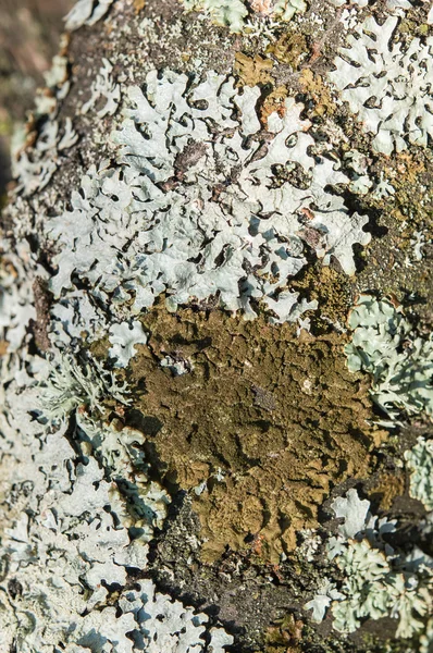 Grüne Flechten auf Baumrinde — Stockfoto