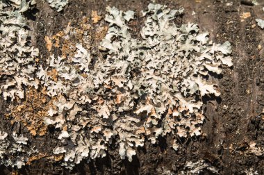 Ağaç kabuğu üzerinde yeşil liken