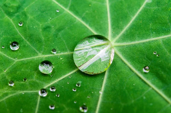 Su damlası yeşil Nasturtium üzerinde