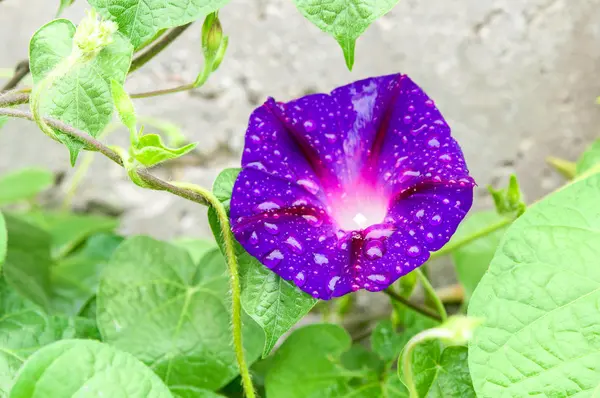 Ipomoea purpurea, płatki i wody spadnie tło — Zdjęcie stockowe