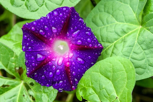 Ipomoea purpurea, petals and water drops background — Stock Photo, Image