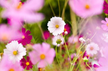 Bahçede çiçek açan kozmos çiçekleri