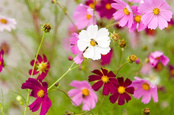 Kosmos-Blumen blühen im Garten — Stockfoto