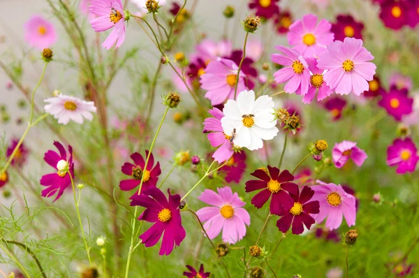 Cosmos flores que florecen en el jardín — Foto de Stock