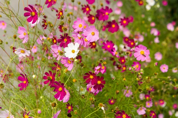 Kosmos blommor blommar i trädgården — Stockfoto