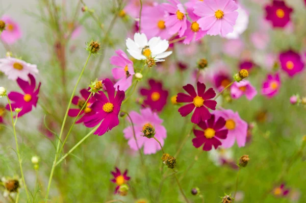 Fleurs Cosmos fleurissant dans le jardin — Photo