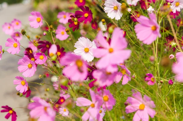 Bahçede çiçek açan kozmos çiçekleri — Stok fotoğraf