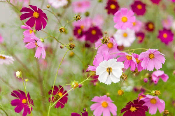 Fiori del cosmo che sbocciano nel giardino — Foto Stock