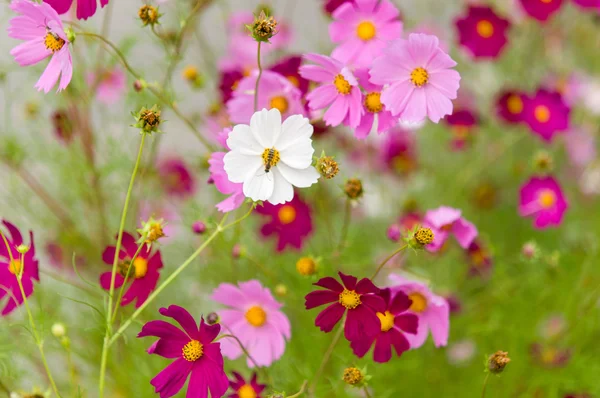 Cosmos flores florescendo no jardim — Fotografia de Stock