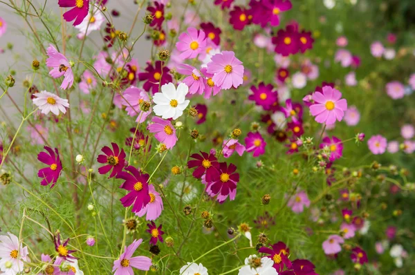 Fleurs Cosmos fleurissant dans le jardin — Photo