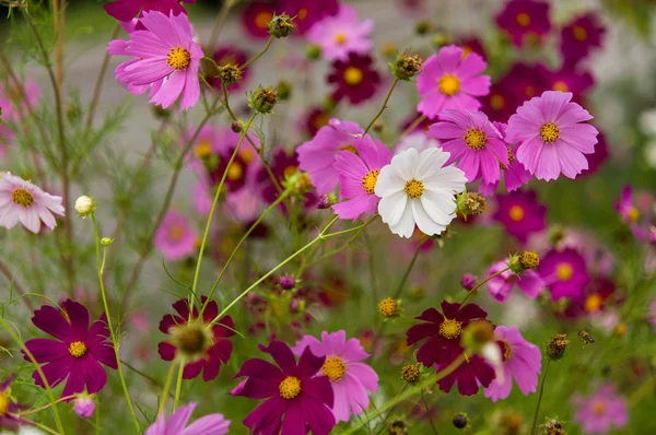 Cosmos flores florescendo no jardim — Fotografia de Stock