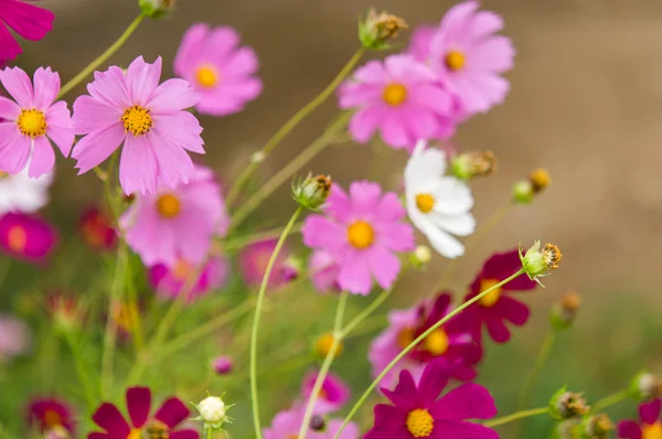 Cosmos flowers blooming in the garden — Stock Photo, Image