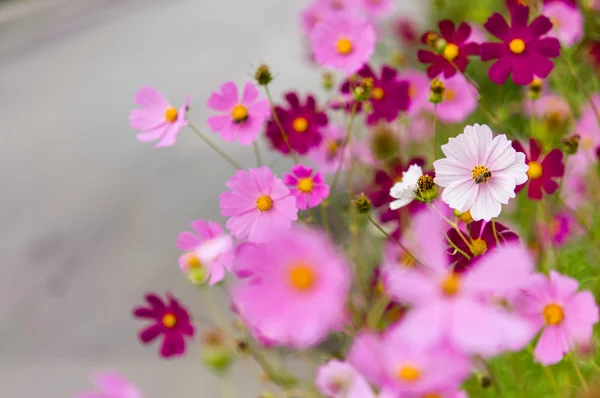 Cosmos flores que florecen en el jardín — Foto de Stock