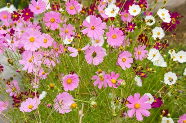 Cosmos flores que florecen en el jardín — Foto de Stock