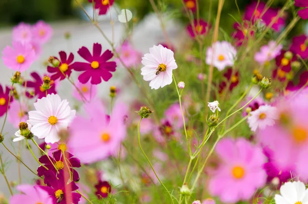 Cosmos flores que florecen en el jardín — Foto de Stock