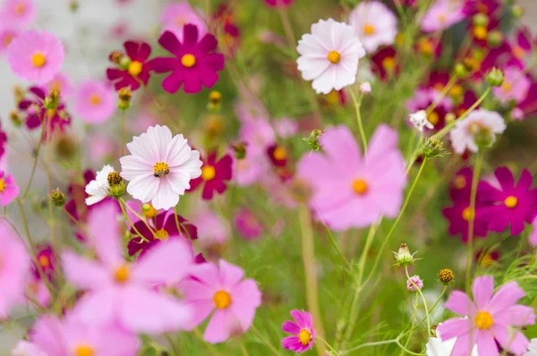 Cosmos flores que florecen en el jardín — Foto de Stock