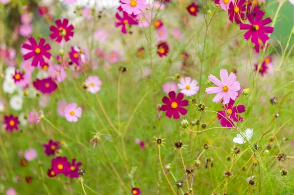 Kosmos blommor blommar i trädgården — Stockfoto