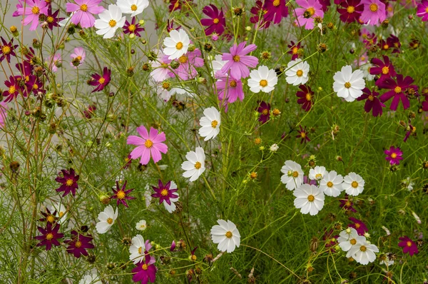 Cosmos flores que florecen en el jardín — Foto de Stock