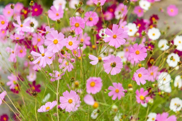 Kosmos blommor blommar i trädgården — Stockfoto