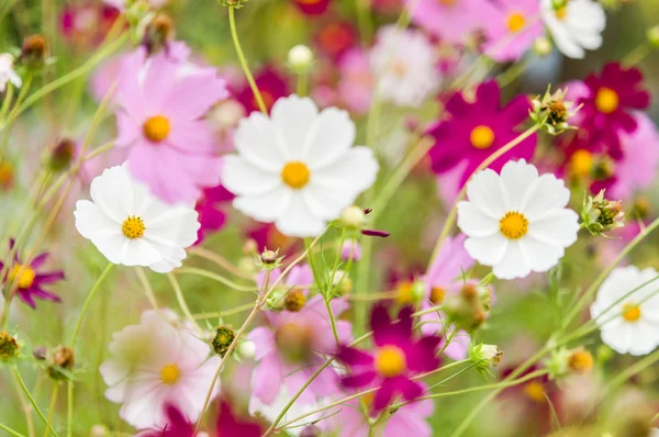 Kosmos-Blumen blühen im Garten — Stockfoto