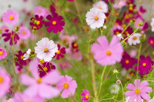 Cosmos flores que florecen en el jardín — Foto de Stock