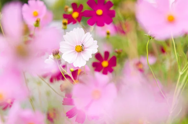 Kosmos-Blumen blühen im Garten — Stockfoto