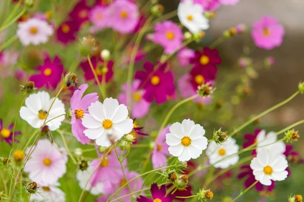 Cosmos flores que florecen en el jardín —  Fotos de Stock