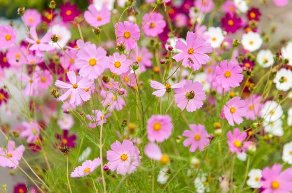 Fiori del cosmo che sbocciano nel giardino — Foto Stock