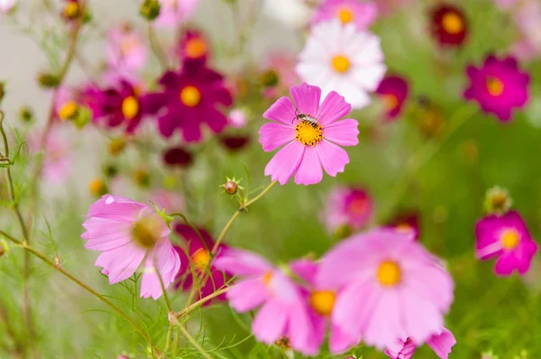 Цветущие в саду казачьи цветы — стоковое фото