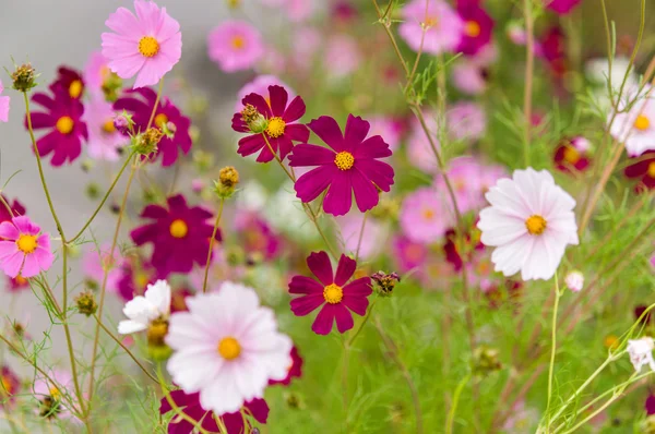 Kosmos-Blumen blühen im Garten — Stockfoto