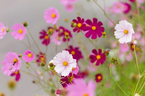 Cosmos flowers blooming in the garden — Stock Photo, Image