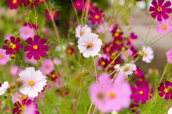 Fiori del cosmo che sbocciano nel giardino — Foto Stock