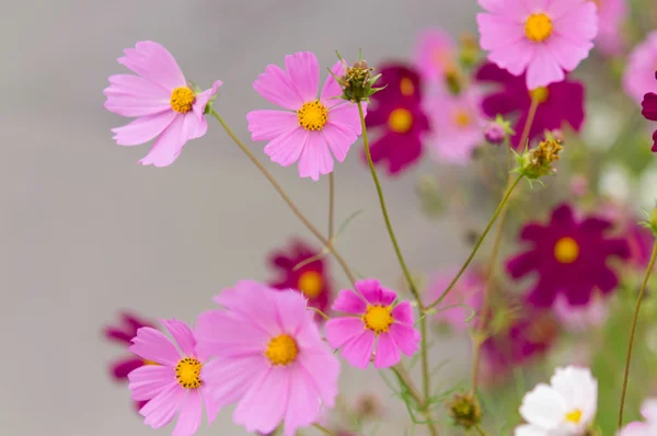 Kosmos-Blumen blühen im Garten — Stockfoto