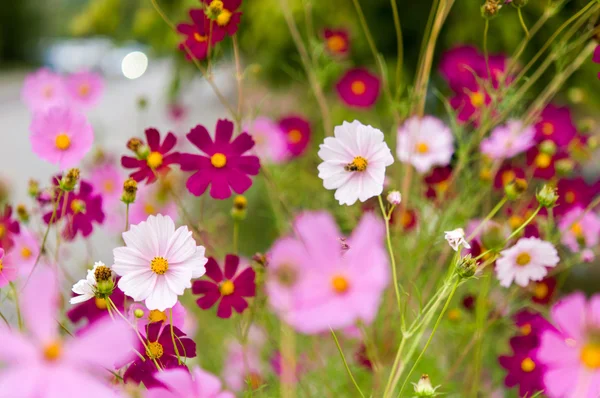 Cosmos flores que florecen en el jardín —  Fotos de Stock