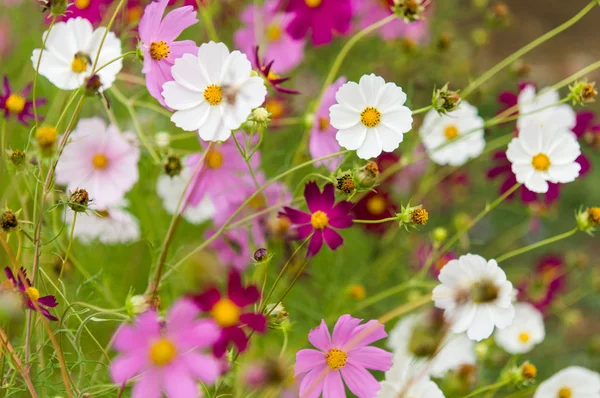 Fiori del cosmo che sbocciano nel giardino — Foto Stock