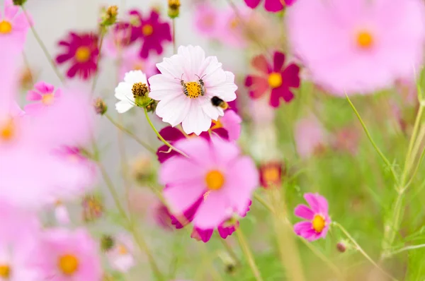 Cosmos flowers blooming in the garden — Stock Photo, Image
