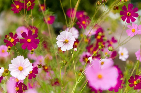 Kosmos-Blumen blühen im Garten — Stockfoto