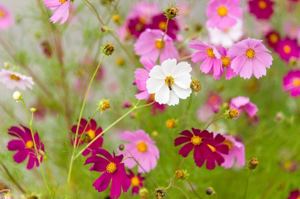 Cosmos flores que florecen en el jardín —  Fotos de Stock