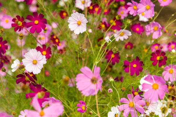 Cosmos flores florescendo no jardim — Fotografia de Stock