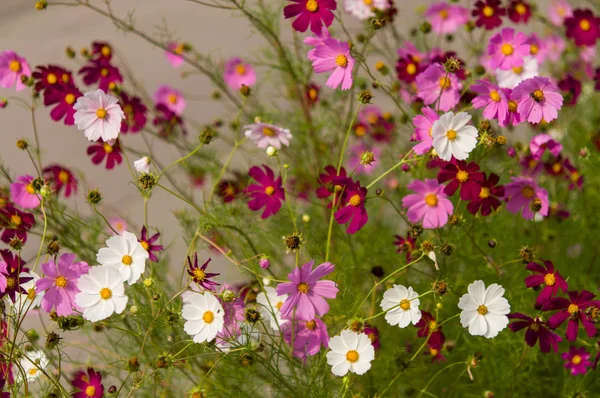 Kosmos-Blumen blühen im Garten — Stockfoto