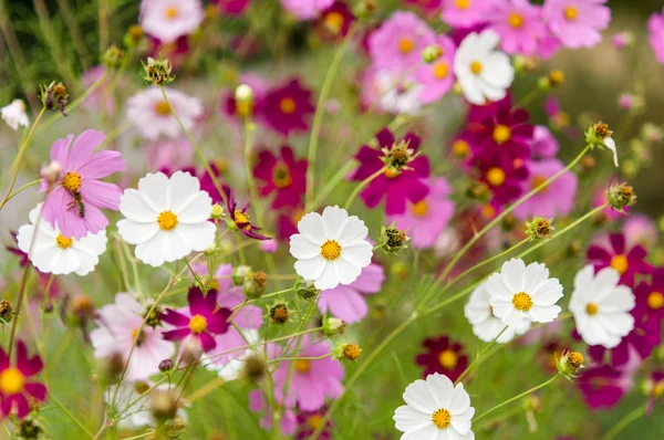 Fleurs Cosmos fleurissant dans le jardin — Photo