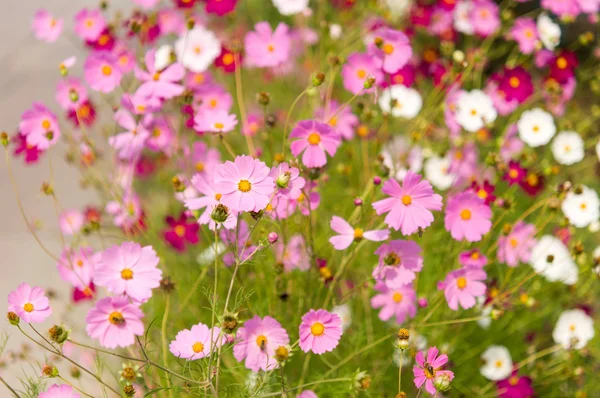 Fleurs Cosmos fleurissant dans le jardin — Photo