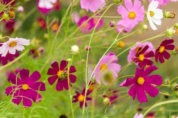 Kosmos-Blumen blühen im Garten — Stockfoto