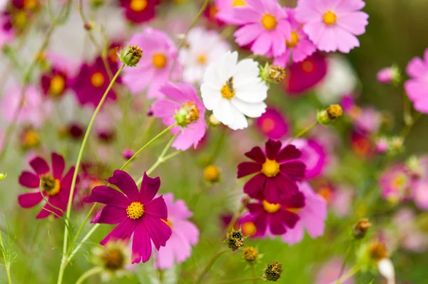 Cosmos flores que florecen en el jardín —  Fotos de Stock