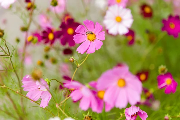 Kosmos-Blumen blühen im Garten — Stockfoto