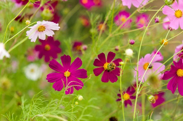 Cosmos flores que florecen en el jardín —  Fotos de Stock