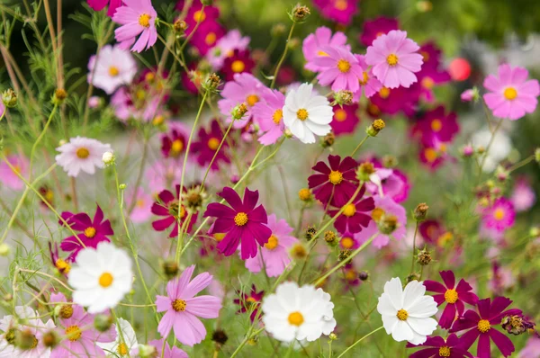 Fiori del cosmo che sbocciano nel giardino — Foto Stock