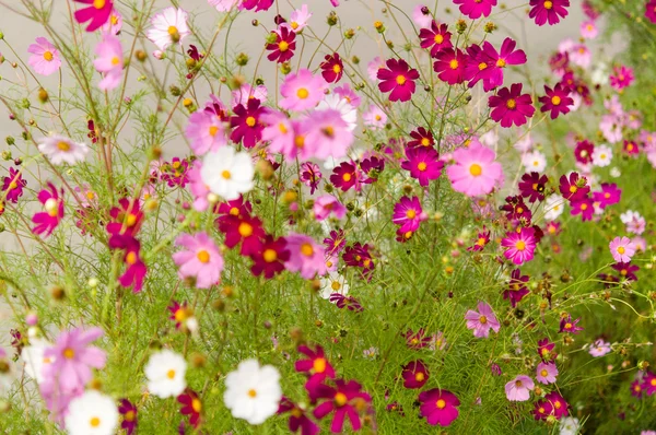 Fleurs Cosmos fleurissant dans le jardin — Photo
